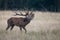 Large mature Red Deer stag