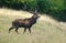 Large mature Red Deer stag