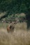 Large mature Red Deer stag