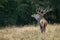 Large mature Red Deer stag