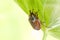 Large Maybeetle eating leaves