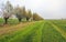 Large meadow with mowed grass in different shades of green next