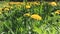 A large meadow with yellow dandelions