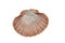 Large mediterranian seashell