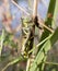 Large Melanoplus Grasshopper