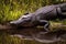 Large menacing American alligator Alligator mississippiensis