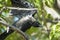Large menacing, angry American Crow Black iridescent feathers spreads wings on tree branch
