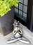 Large metal frog in Zen posture sitting on sidewalk next to plant at storefront