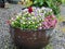 Large metal planter filled with colorful pansies