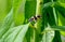 Large milkweed bug crawling on plant