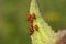 Large Milkweed Bug Nymphs