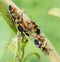 Large Milkweed Bugs