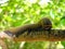 Large millipede on branch