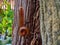 A large millipede perched on a log hanging halfway down The other half carries himself in the afternoon