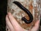 Large millipede species, Sri Lanka