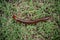 A large millipede is walking