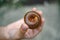 A large millipede was held in his hand and curled up