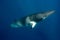 A large Minke whale swims close to the surface