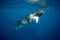 A large Minke whale swims close to the surface