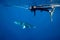 A large Minke whale swims close to the surface, snorkellers look down from above