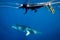 A large Minke whale swims close to the surface, snorkellers look down from above