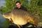 Large mirror carp