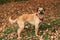 Large mixed breed dog in Autumn leaves