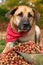 Large mixed breed dog with food in Autumn