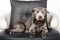 Large Mixed Breed Dog on Round Leather Chair