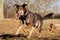 A large mixed shepherd dog is running in the park