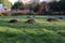 Large molehills in an uncut lawn