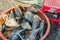 Large mollusk shell discarded in plastic tub