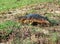 Large monitor lizard in Bedok Reservoir Park