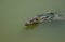 A large monitor lizard with a forked tongue in a pond of green water.