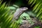 Large monitor lizard portrait in jungle