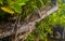 Large monitor lizard in tropical nature Bentota Beach Sri Lanka