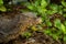 A large monitor lizard in the urban vegetation with plastic waste