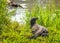 Large Monitor Lizard - Varane on the Grass near Riverbank