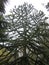 Large Monkey Puzzle Tree