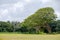 Large monkeypod tree, Albizia saman, in Hawaii