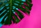 Large monstera leaf on a blue-pink background