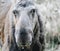 A large moose eating gras and looking into the camera