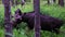 Large Moose eating and walking in dense green forest, Norwegian wilderness. Animal in natural habitat.