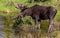 A Large Moose Searching for Food in a Mountain Wetlands