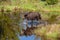 A Large Moose Searching for Food in a Mountain Wetlands