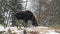 A large moose in a snow storm