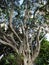 Large Moreton Bay Fig Tree, Sydney, Australia