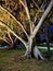 Large Moreton Bay Fig Trees in Park, Sydney, Australia