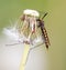 Large mosquito on a dandelion in nature.