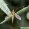 Large mosquito on a green plant. macro